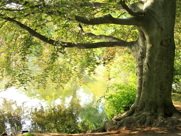 Красивое дерево в лесу