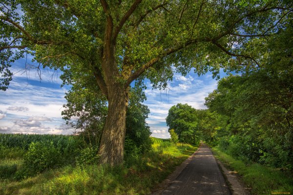 Дерево у дороги