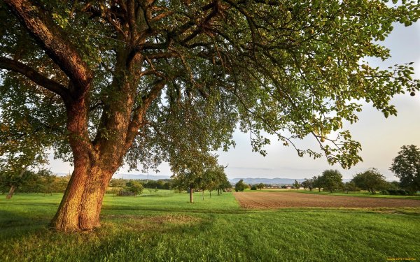 Дуб Джурупа дерево
