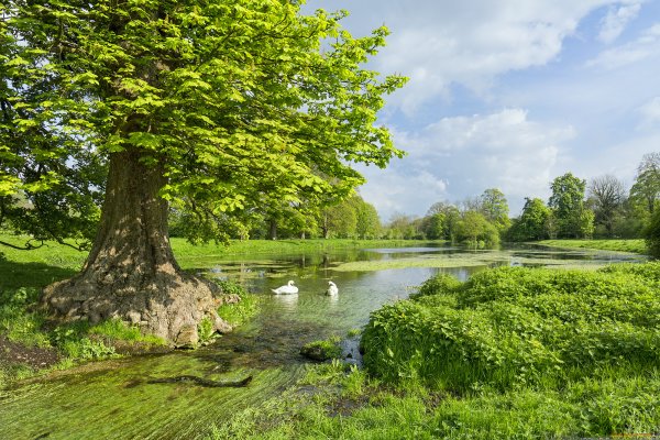 Деревья летом