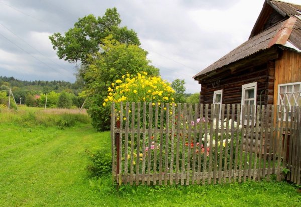 Палисад деревня кусты