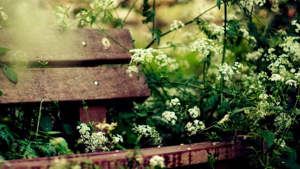 Эстетика дачи летом