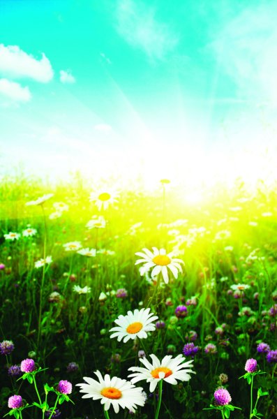 Летняя тема