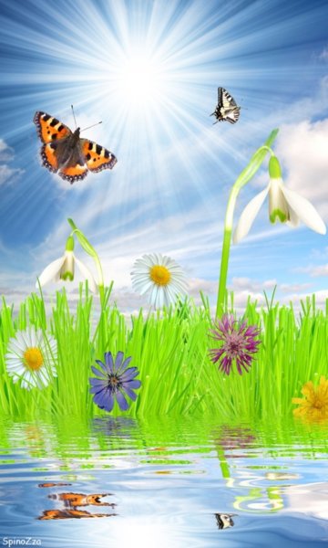 Космея поле