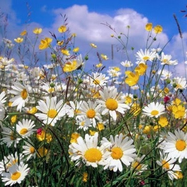 Цветы и небо