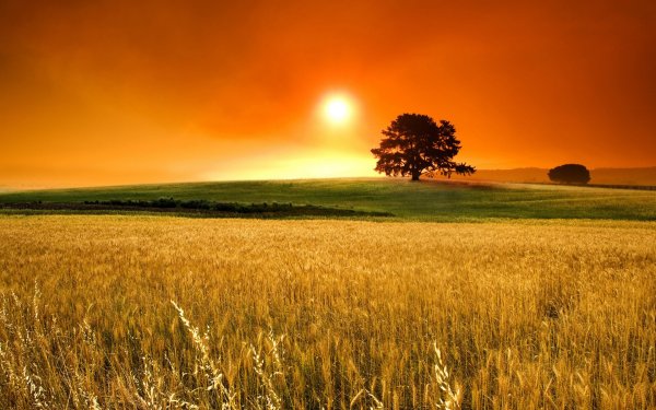 Природа поле