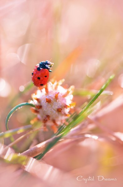 Солнце лето выходной