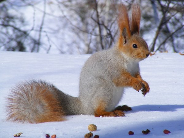 Белка зимой и летом