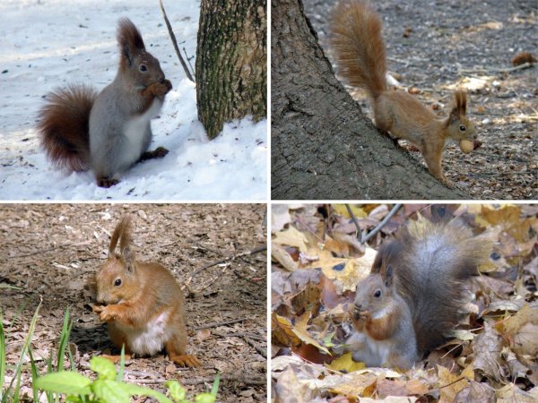 Белочка зимой и летом