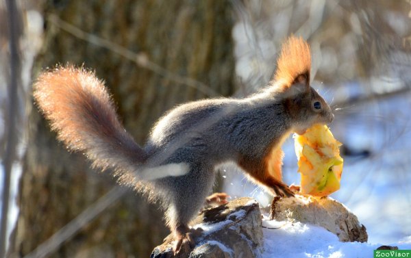 Окрас белки зимой