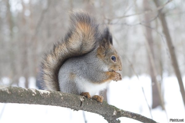 Белка зимой и летом