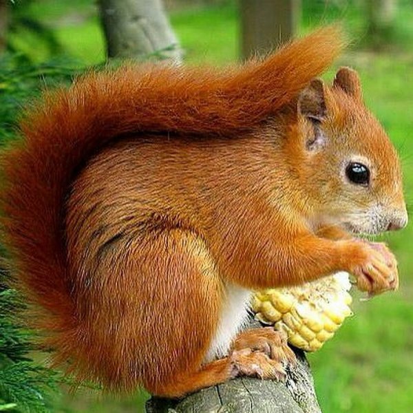 Белка летом