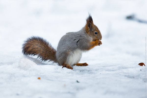 Белка зимой и летом