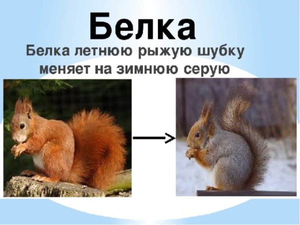 Белка зимой и летом