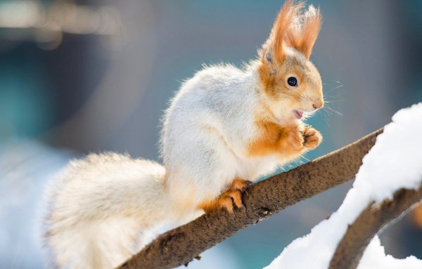 Белки зимой
