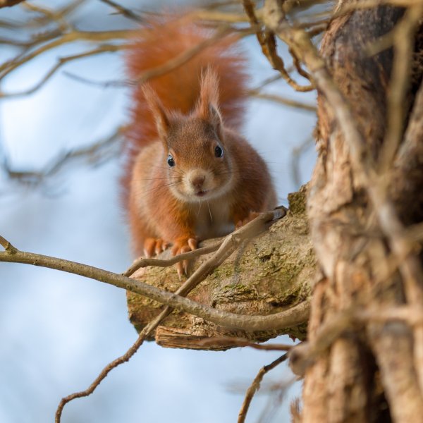 Белка летом