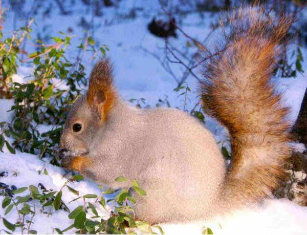 Белка зимой