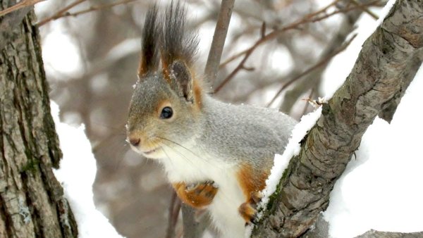 Белки зимой серые