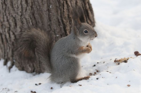 Северные белки