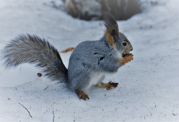 Животные меняют окраску к зиме