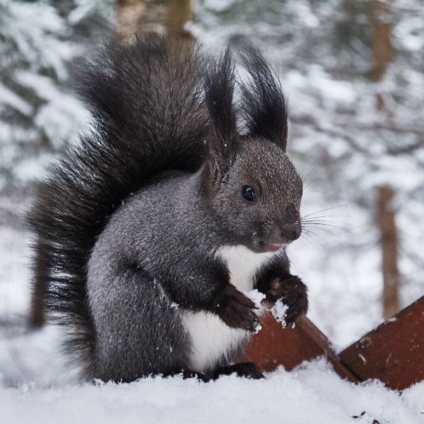 Животные меняют шубку