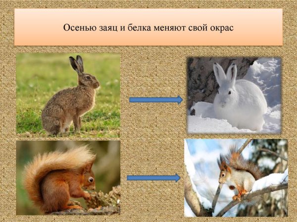 Белка зимой