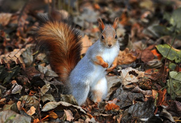 Животные что меняют окрас зимой