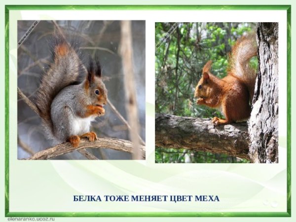 Зимний окрас белки
