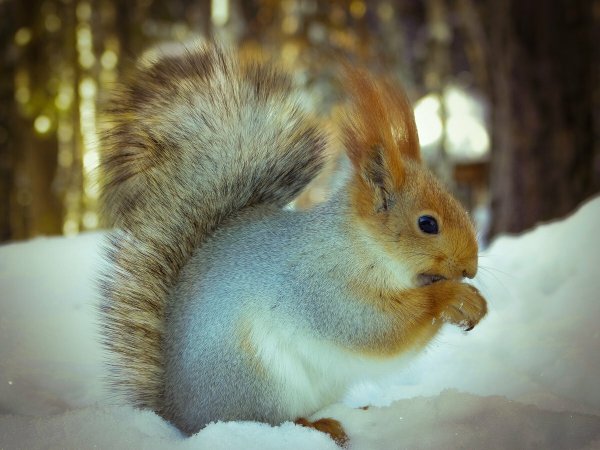 Белка Забайкальского края