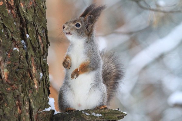 Белочка меняет шубку