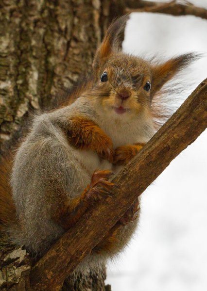 Аризонская белка