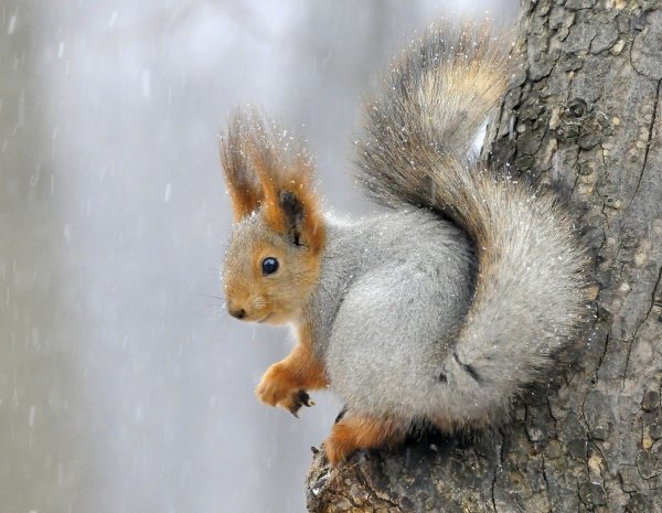 Белка летом и осенью