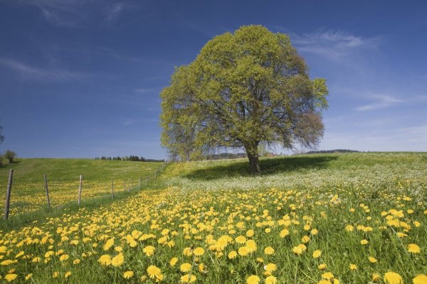 Природа деревья