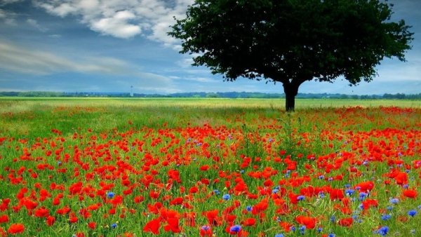 Опушка леса разнотравье