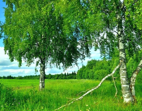 Одинокая береза