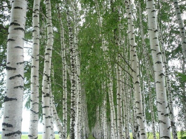 Береза Жакмана