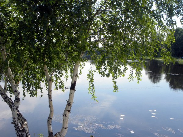 Почему берёза как символ Росси