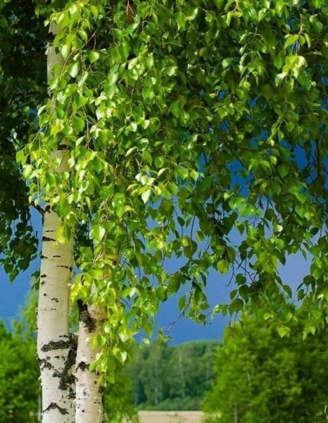 Береза вблизи