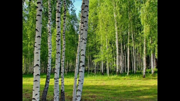 Белая Березка