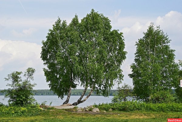 Березовая роща Томск