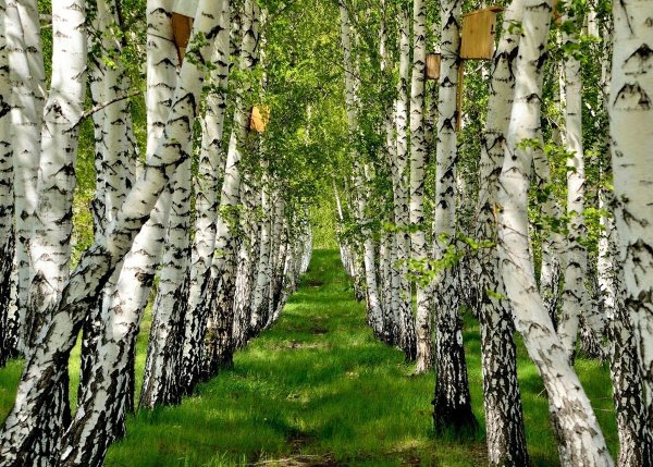 Фото берёзы летом