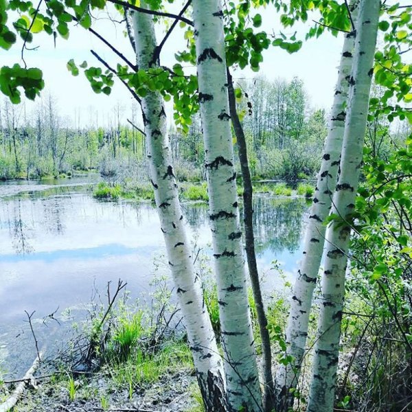 Саракташ Березовая роща