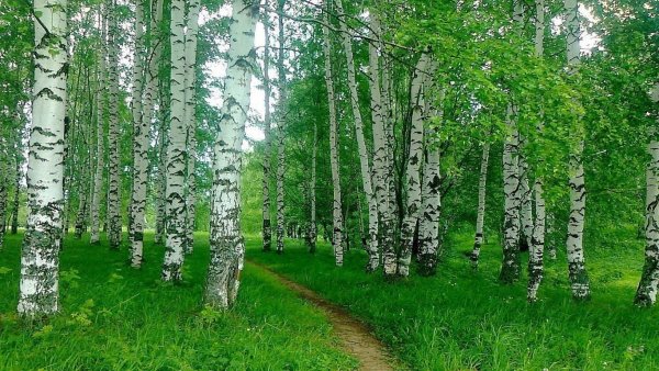 Береза березовый Березняк