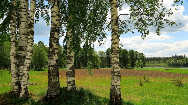 Береза дерево