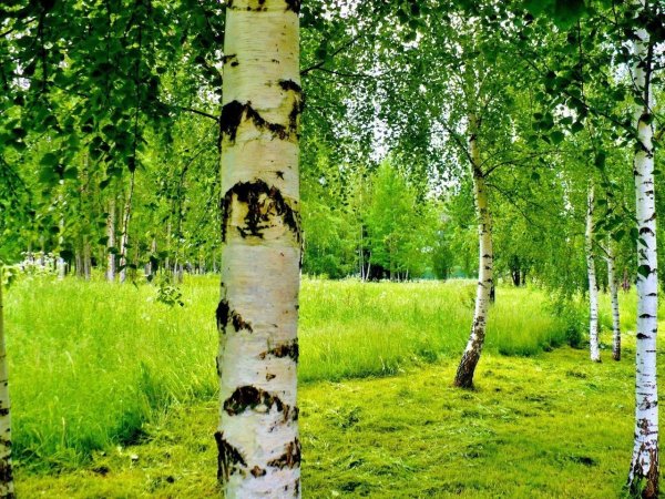 Береза одна