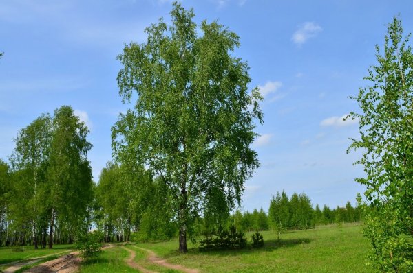 Березовая роща Хабаровск