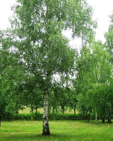 Беркана береза