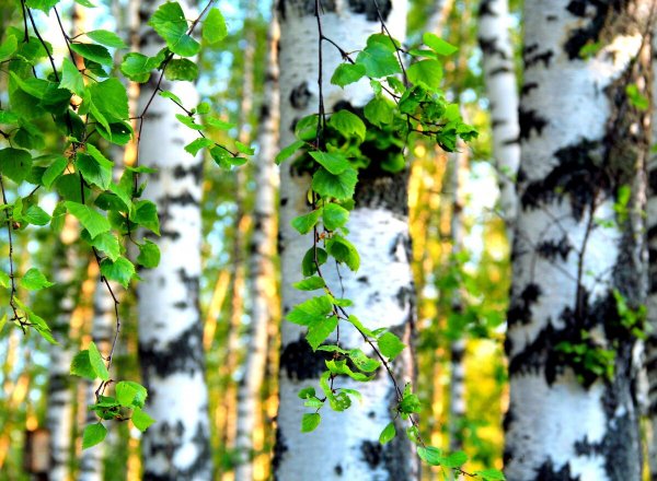 Берёза бородавчатая (Betula verrucosa)