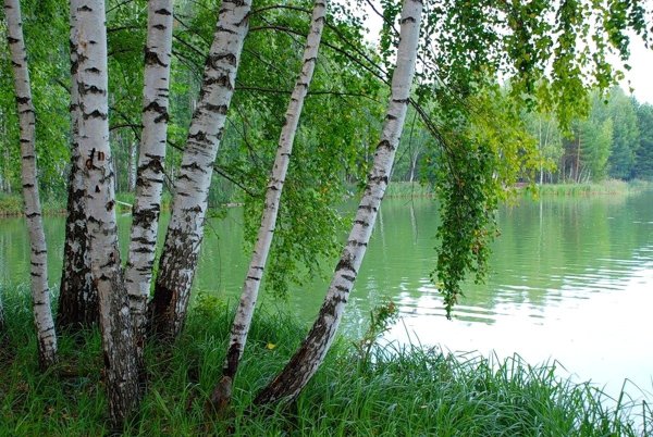 Березовая роща береза повислая