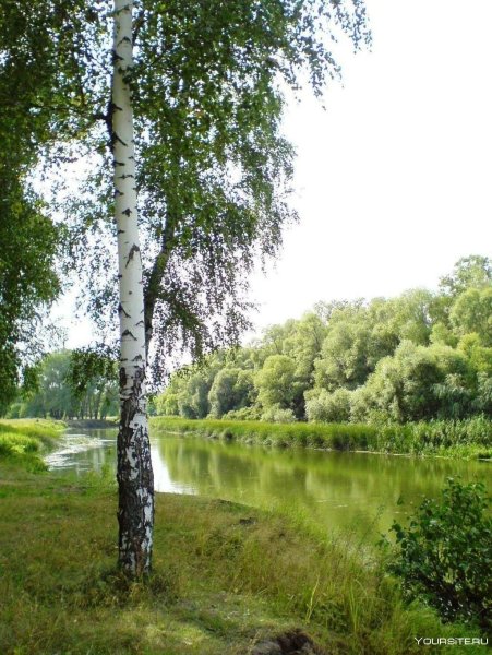 Березка дерево России